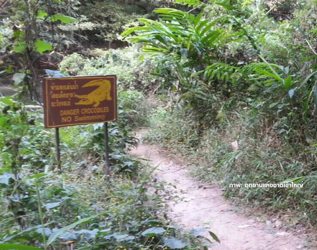 บิ๊กอุทยานฯ ยันไม่ปิดเส้นทางจระเข้ดุ บนเขาใหญ่