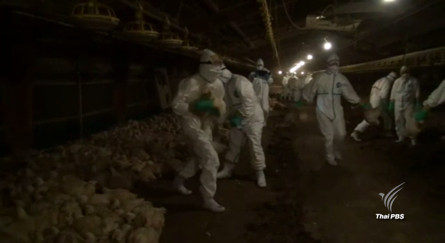 ญี่ปุ่นกำจัดสัตว์ปีกเพิ่ม 93,000 ตัว ป้องกันไข้หวัดนกแพร่ระบาด