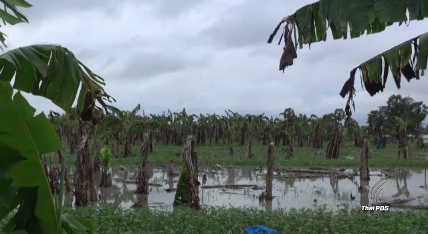 สวนกล้วยหอมทอง จ.สงขลา ถูกน้ำท่วมเสียหายกว่า 20 ล้านบาท