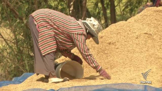 ข่าวเด่น 2559 : จับตาอนาคตชาวนา-ราคาข้าว ปี 2560