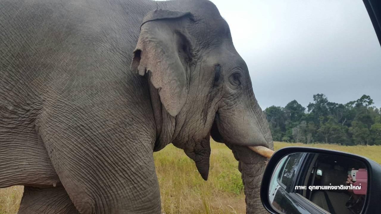 “ โรนัลดินโญ” ช้างป่าบนเขาใหญ่หงุดหงิดอาละวาดรถเจ้าหน้าที่เสียหาย