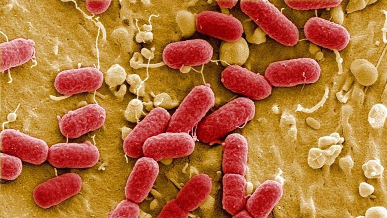 "เอฟเอโอ" แนะภาครัฐ-เอกชนไทยจับมือจัดการปัญหาเชื้อดื้อยา