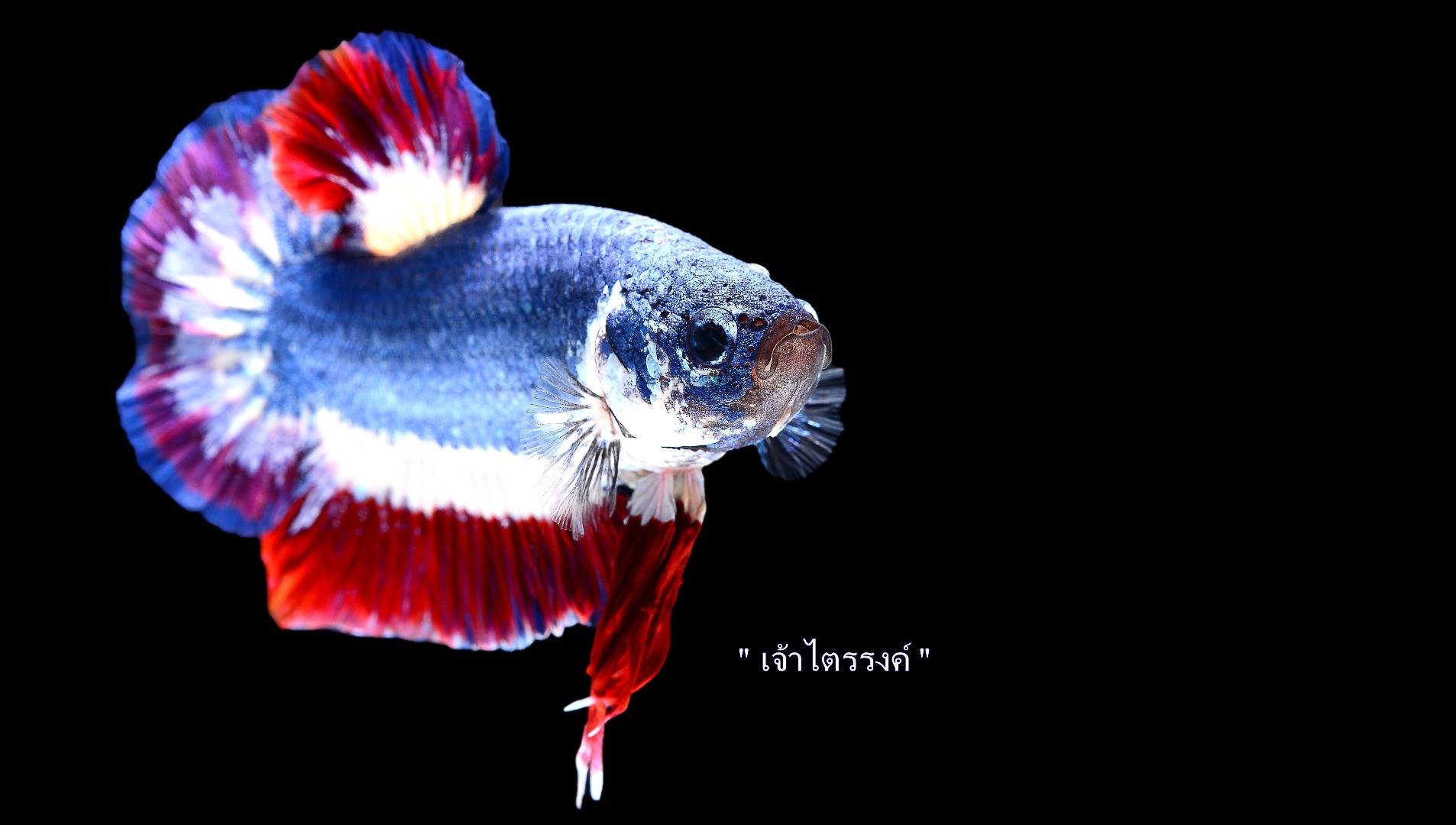 ปลากัดลายธงชาติไทยลายสวยที่สุดเท่าที่เคยพบ มูลค่ากว่าครึ่งแสน