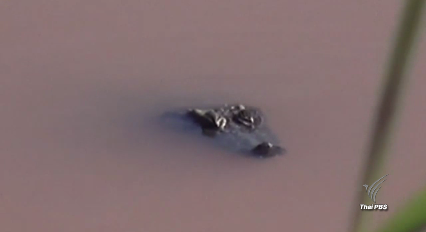 เตือนระวังจระเข้ในแม่น้ำน่าน จ.พิษณุโลก คาดหลุดจากฟาร์ม