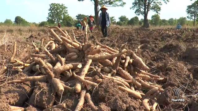 เตรียมทำ MOU โรงงานเอทานอล รับซื้อมันสำปะหลัง-แก้ราคาตกต่ำ-กระตุ้นผลิตมันเส้น