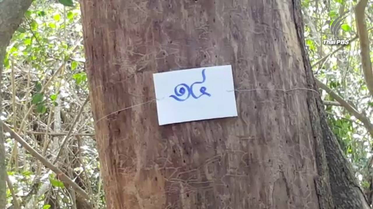 เตรียมบวงสรวงพิธีตัดไม้จันทน์หอมใช้สร้าง "พระบรมโกศ" ในหลวง รัชกาลที่ 9 14 พ.ย.นี้