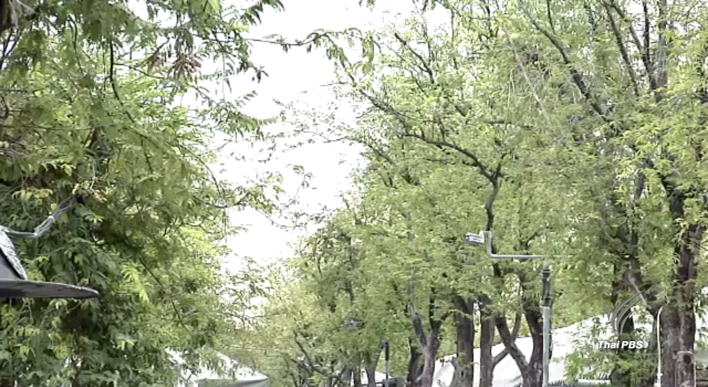 กทม.เร่งฟื้นฟูต้นมะขามแช่น้ำเน่า 200 ต้นรอบสนามหลวง