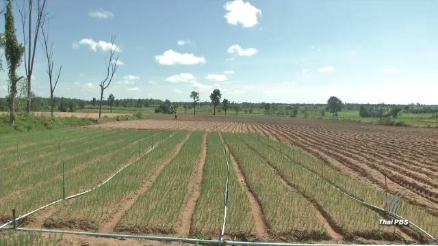 พบพื้นที่ป่าสงวนฯใน จ.ขอนแก่น ถูกบุกรุกกว่า 8 พันไร่