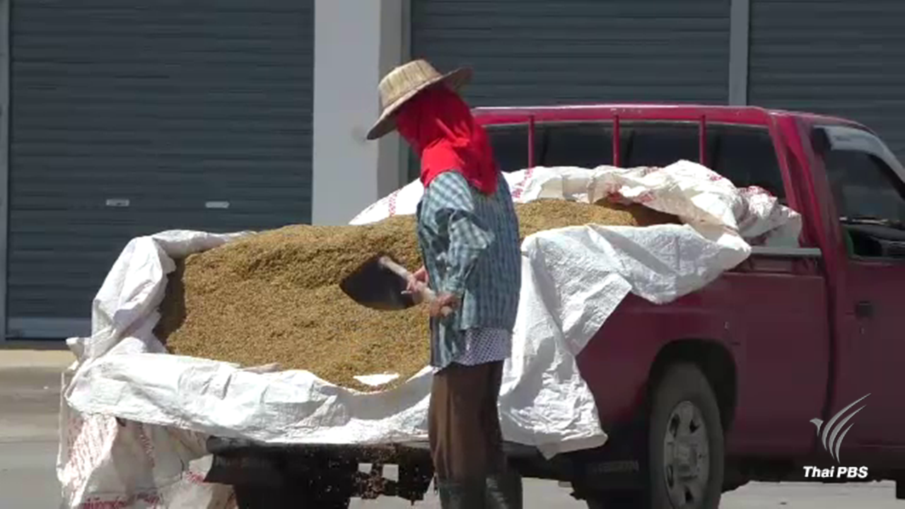 โรงสีข้าวพิจิตร ปัดนักการเมืองเบื้องหลังปั่นกระแสชาวนาเคลื่อนไหว