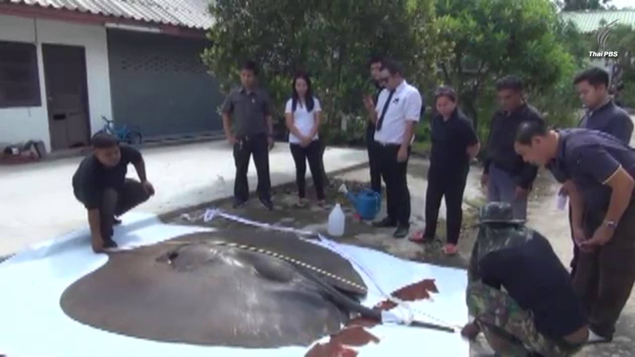 จนท.ตรวจสอบกระเบนขนาดใหญ่ตายริมป่าชายเลนชลบุรี