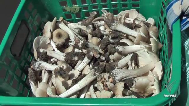 ห้วยขาแข้ง "แจกบัตรคิว" จัดระเบียบเก็บเห็ดโคน หลังจับกุมผู้ลักลอบได้ 21 คน