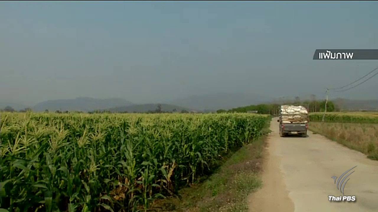 กษ.ชี้แจงโครงการปลูกข้าวโพดแทนข้าวลดผลผลิตเกินความต้องการ