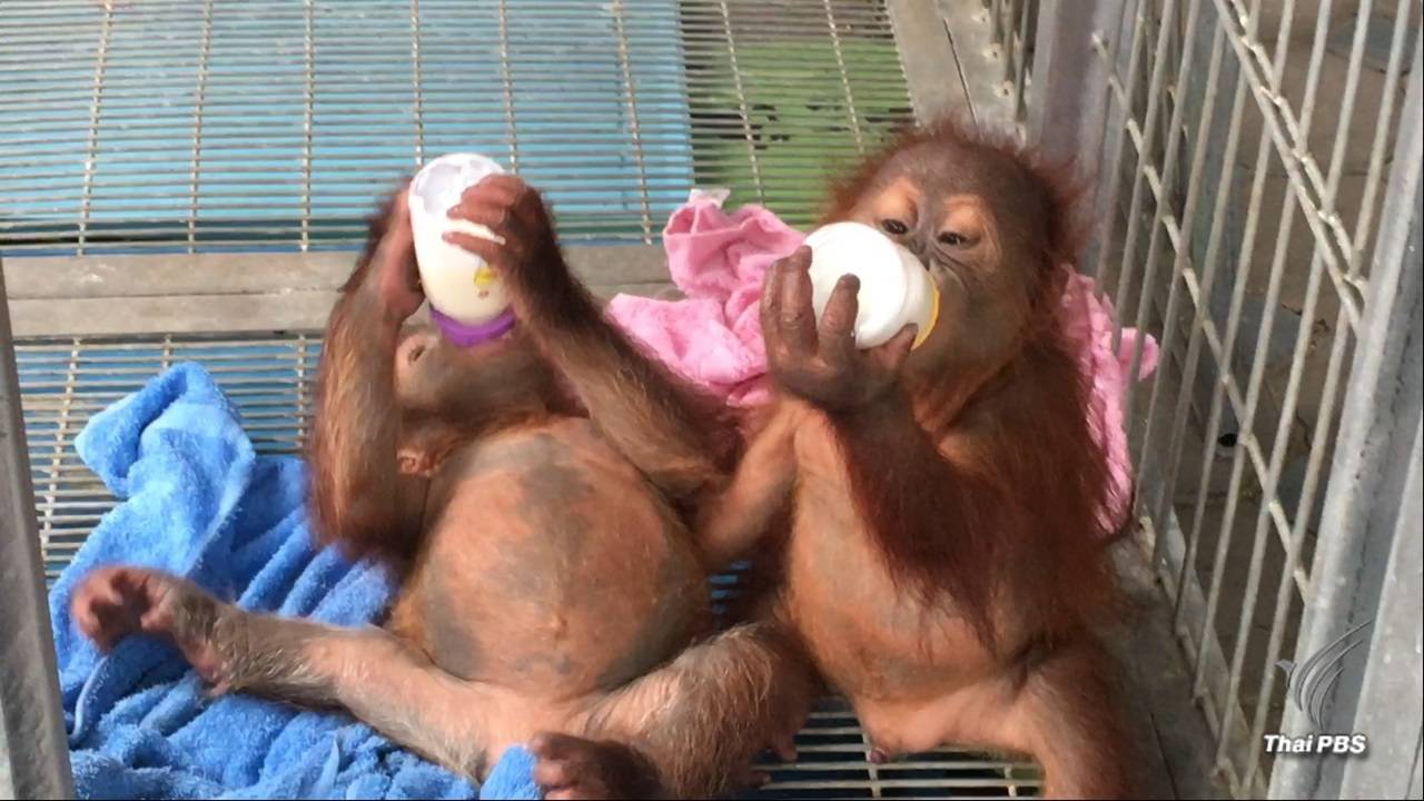 เจาะขบวนการค้า "ลูกลิงอุรังอุตัง" ราคา 1 ล้านบาท