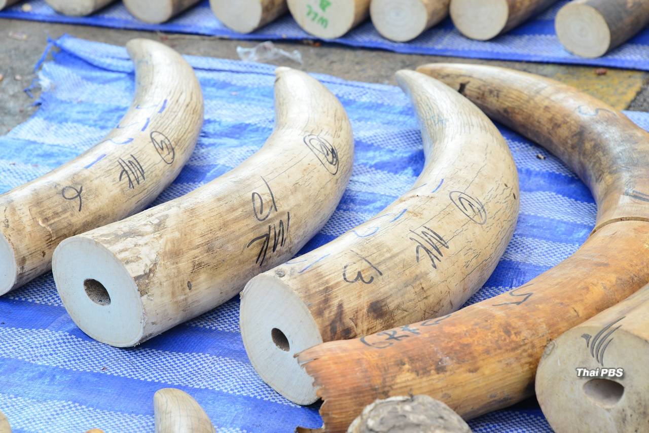 “ฮ่องกง ”ประกาศจุดยืนออกกฎหมายยุติการค้างาช้างปี 60