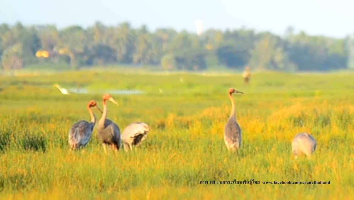 ข่าวดี “นกกระเรียน” คืนถิ่นออกลูกเพิ่ม 1 ตัว