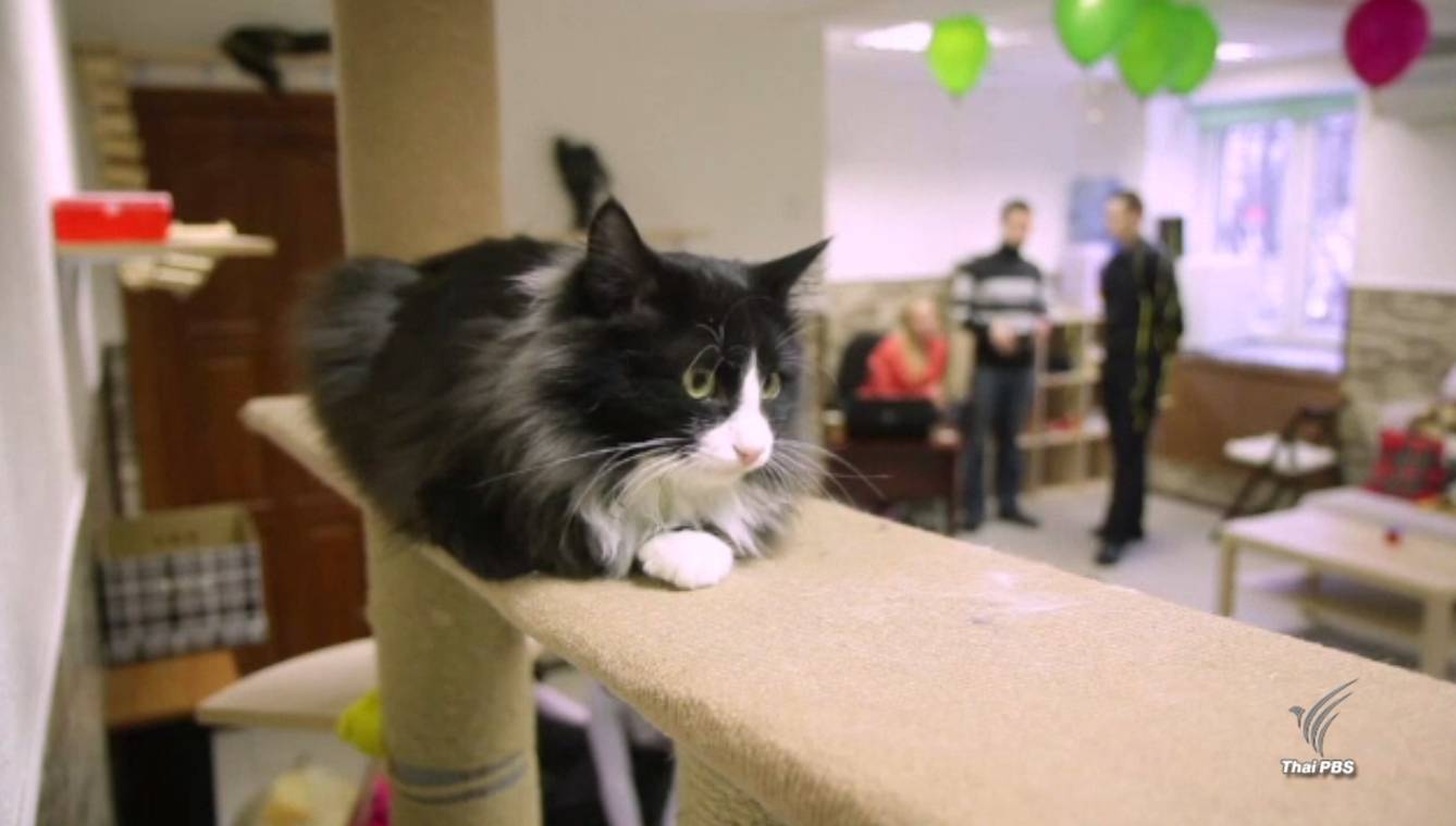 รัสเซียผุดคาเฟ่แมวเร่ร่อน จุดพบปะคนใจบุญ-แมวจร