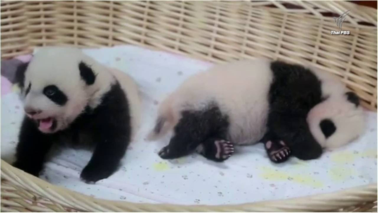 ชมความน่ารักของลูกแพนด้าแฝดในจีน
