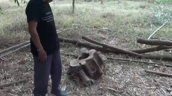 ผกก.สภ.แกดำ ยันจำเป็นต้องดำเนินคดี 2 ชายชราตัดไม้พะยูงในที่นา