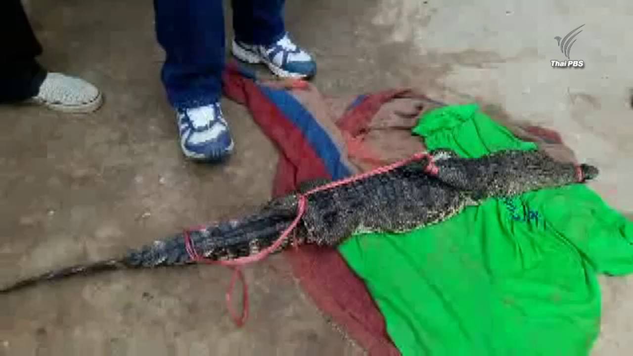 จับจระเข้แม่น้ำน่านตัวที่ 2 เชื่อปล่อยสะเดาะเคราะห์