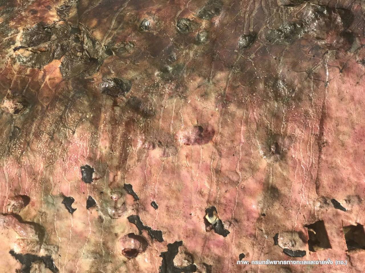 พบรอย "ฉลามน้ำลึก" กัดวาฬบรูด้า คาดอ่อนแรงว่ายเข้าหาฝั่งถูกเรือชน