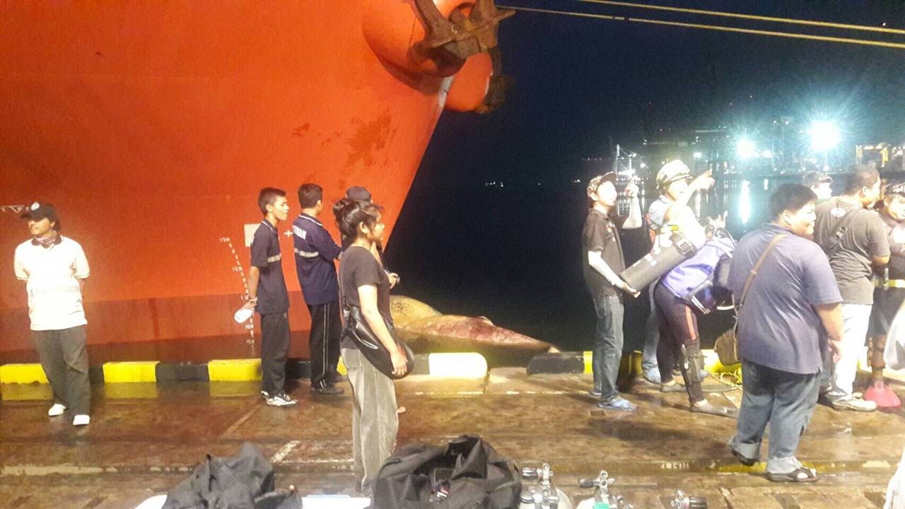 พบ "วาฬบรูด้า"ที่ท่าเรือแหลมฉบัง -คาดถูกเรือชนตาย