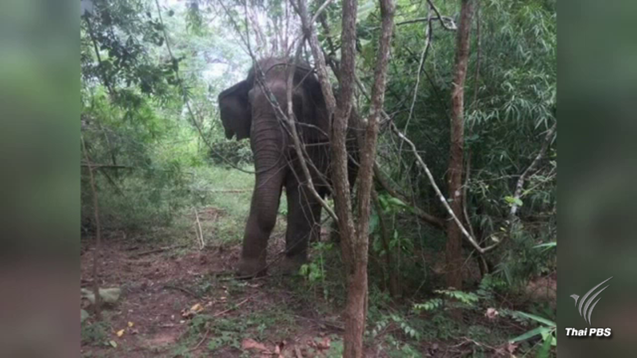 เร่งช่วยช้างบาดเจ็บ ห่วงเสี่ยงตาบอด
