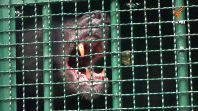 จับได้แล้วหมีควายหลงจากเขาใหญ่ จนท.ยิงยาสลบ-พักฟื้นก่อนปล่อยเข้าป่า