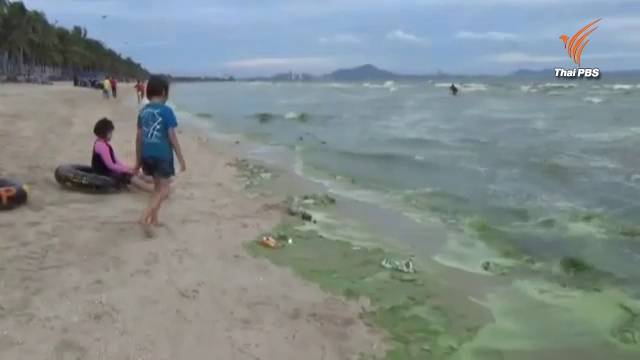 เกิด “แพลงก์ตอนบลูม” หาดบางแสน ไม่อันตราย-คาดจะหายไปใน 2 สัปดาห์