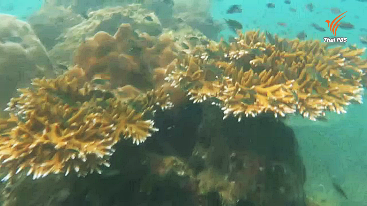 พบแหล่งปะการังสมบูรณ์ที่หาดวนกร จ.ประจวบคีรีขันธ์