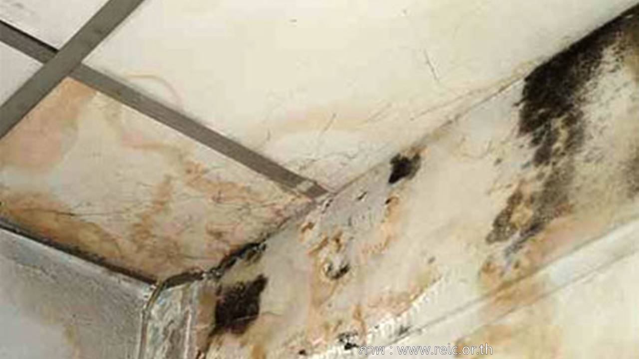 ระวัง "รา" หน้าฝน เสี่ยงปอดอักเสบ-หอบหืด-ภูมิแพ้