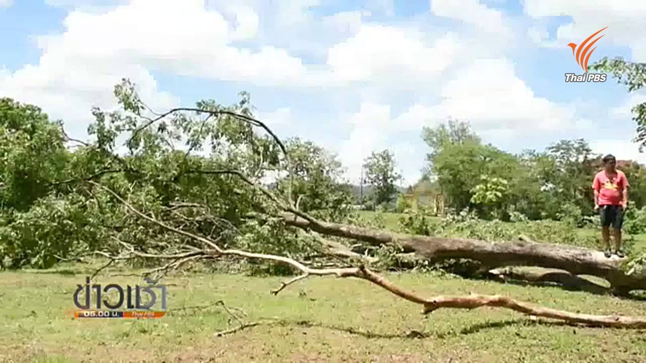 ต้นประดู่ล้มทับลิงเเสมตาย 52 ตัวใน จ.จันทบุรี