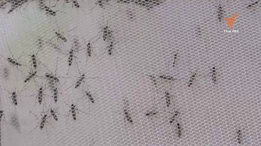 มหิดลนำร่องปล่อยยุงลายเป็นหมันสู่ธรรมชาติที่ฉะเชิงเทรา หวังลดไข้เลือดออก