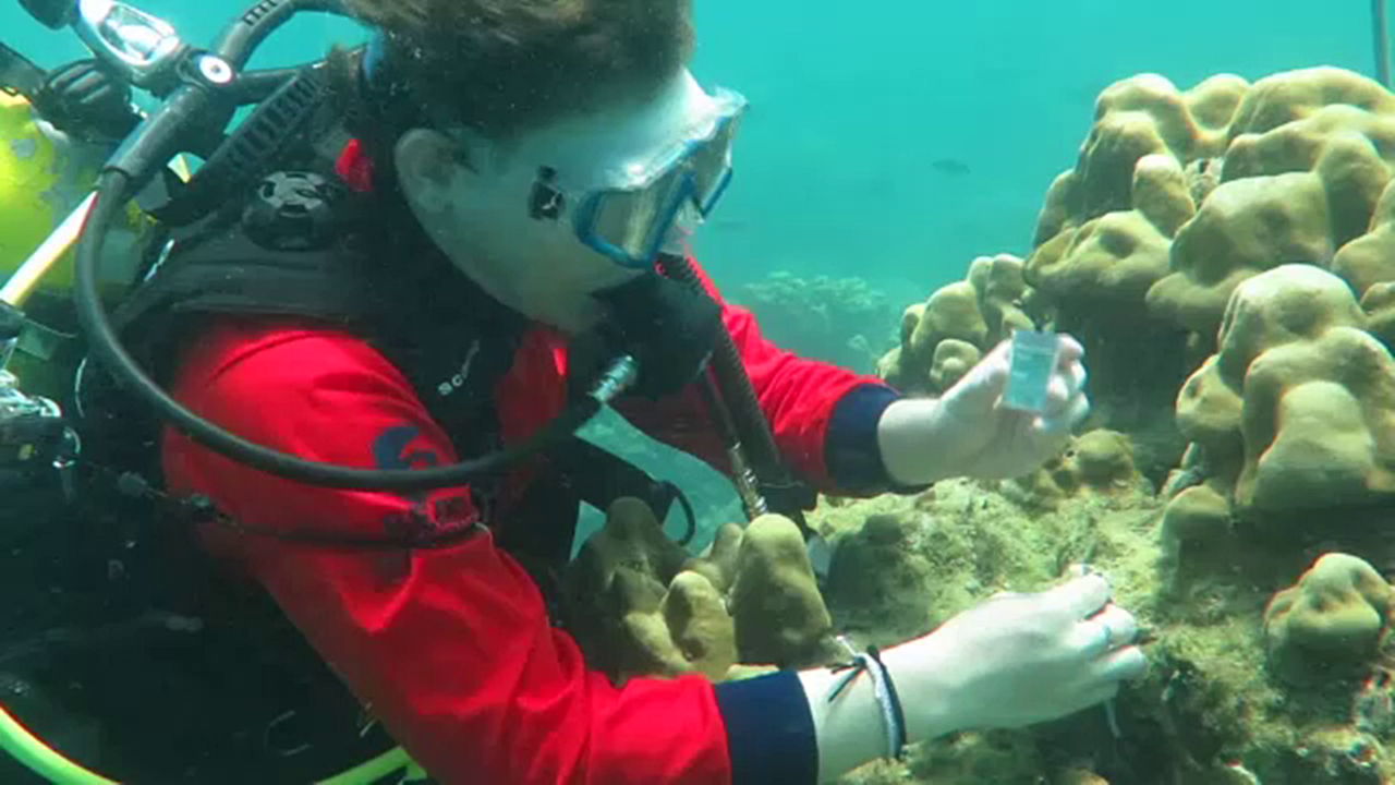 ทดลองใช้ "สาหร่ายจิ๋ว" รักษาปะการังฟอกขาวครั้งแรกของโลก