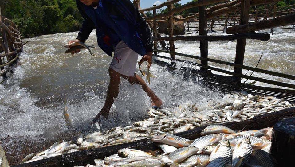 ชาวสีพันดอนหวั่นทางการลาวสั่งรื้อ "หลี่" ดักปลา ทำลายวิถีชีวิตชุมชน-อาชีพประมง