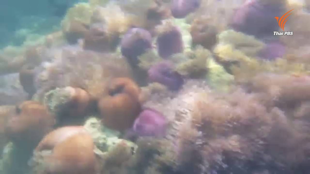 พบแปลงดอกไม้ทะเลแหล่งใหญ่ในอุทยานฯหาดวนกร คุมเข้มหวั่นเสื่อมโทรม