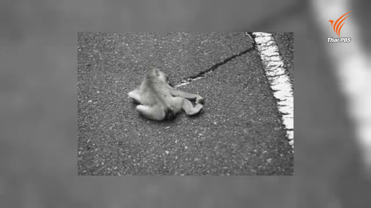สลดซ้ำ ลูกลิงเขาใหญ่ถูกรถชนตายอีก 2 ตัว