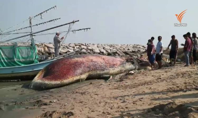 ครม.เห็นชอบ "วาฬบรูด้า-วาฬโอมูระ-ฉลามวาฬ-เต่ามะเฟือง" เข้าบัญชีสัตว์ป่าสงวน