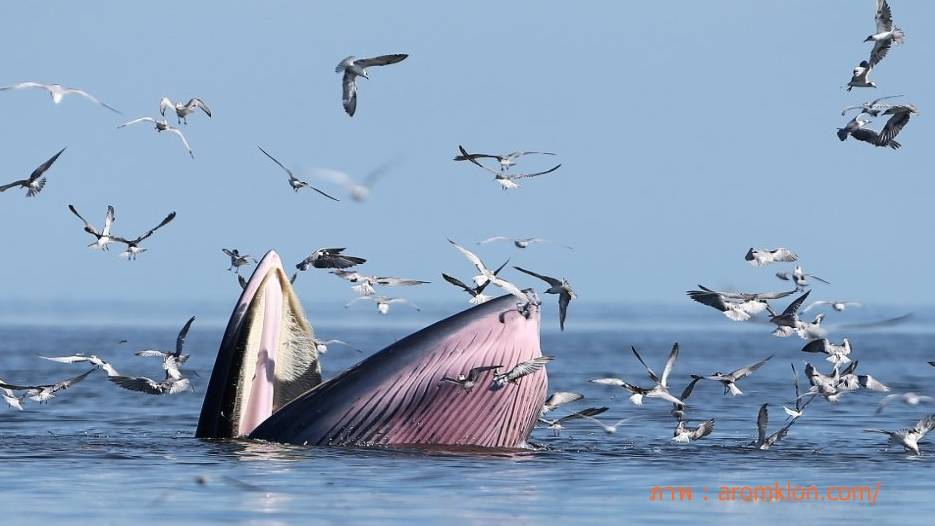 ชง “วาฬบรูด้า-วาฬโอมุระ-ฉลามวาฬ-เต่ามะเฟือง” เข้าบัญชีสัตว์สงวนวันนี้ 