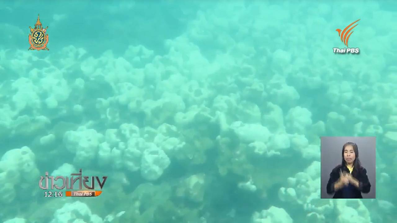 นักวิชาการทางทะเลรอผล 14 วัน เทคนิค “สาหร่ายจิ๋ว” ช่วยปะการังฟอกขาวสำเร็จเป็นครั้งแรกของโลกหรือไม่ 