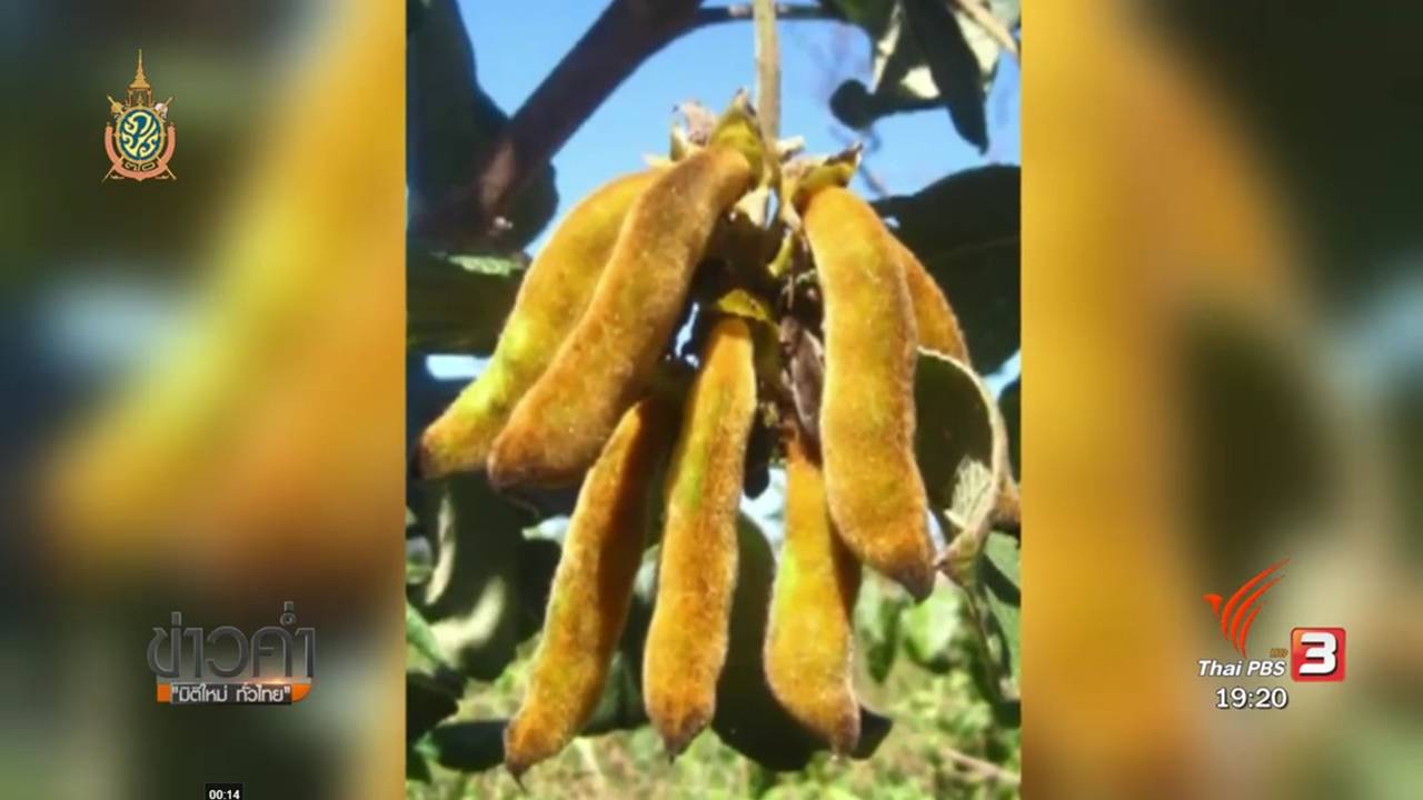 เภสัชกรด้านสมุนไพรชี้ แพ้สารสกัดหมามุ่ยจนเสียชีวิตเป็นการแพ้เฉพาะบุคคล-เกิดขึ้นไม่ง่าย