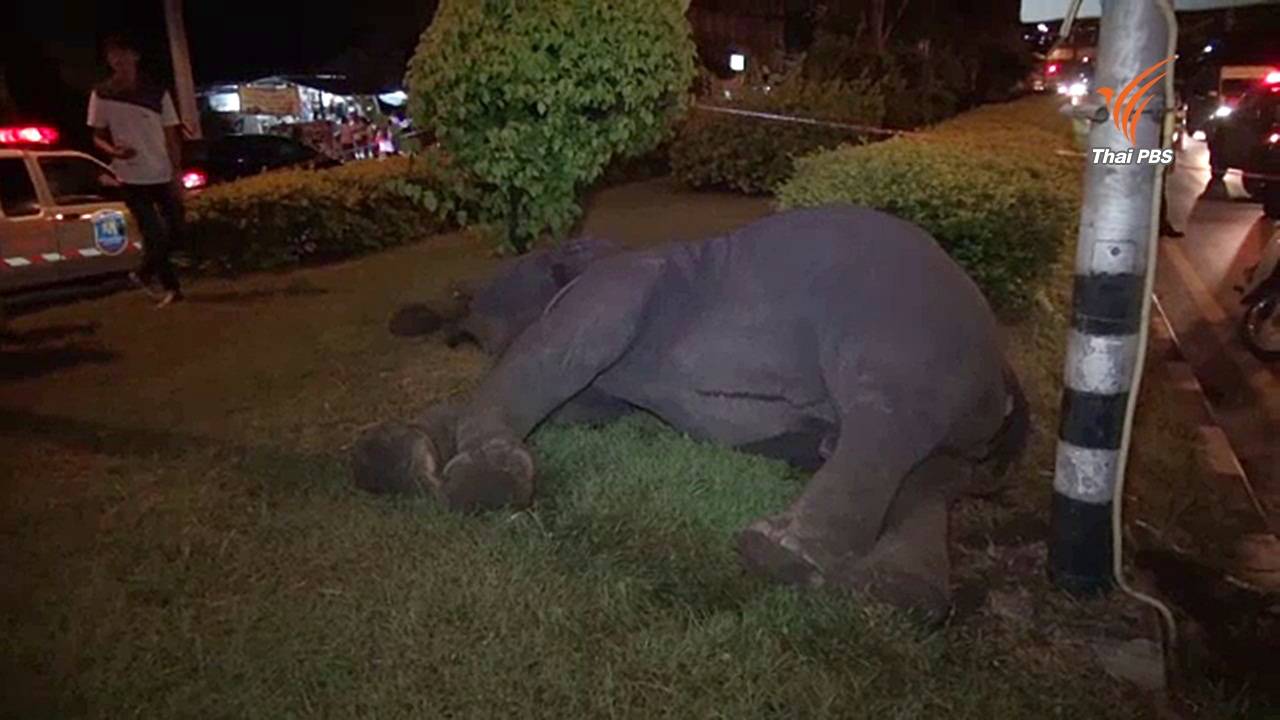 ช้างเร่ร่อนถูกไฟดูดล้มที่เกาะกลางถนน จ.นครนายก