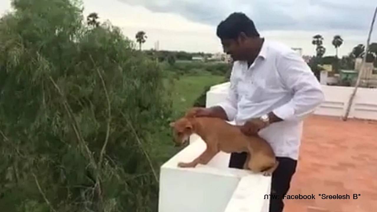 ชาวเน็ตไล่ล่า 2 นศ.แพทย์โยนสุนัขจากตึก 5 ชั้นในอินเดีย ล่าสุดถูกจับแล้ว