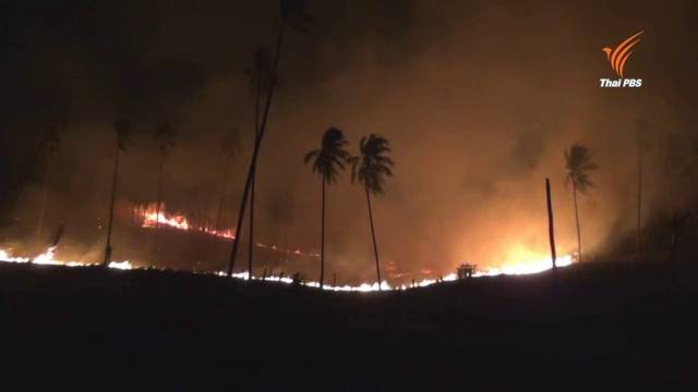  ไฟไหม้ป่า-สวนมะพร้าวบนเกาะสมุยเสียหายกว่า 60 ไร่  