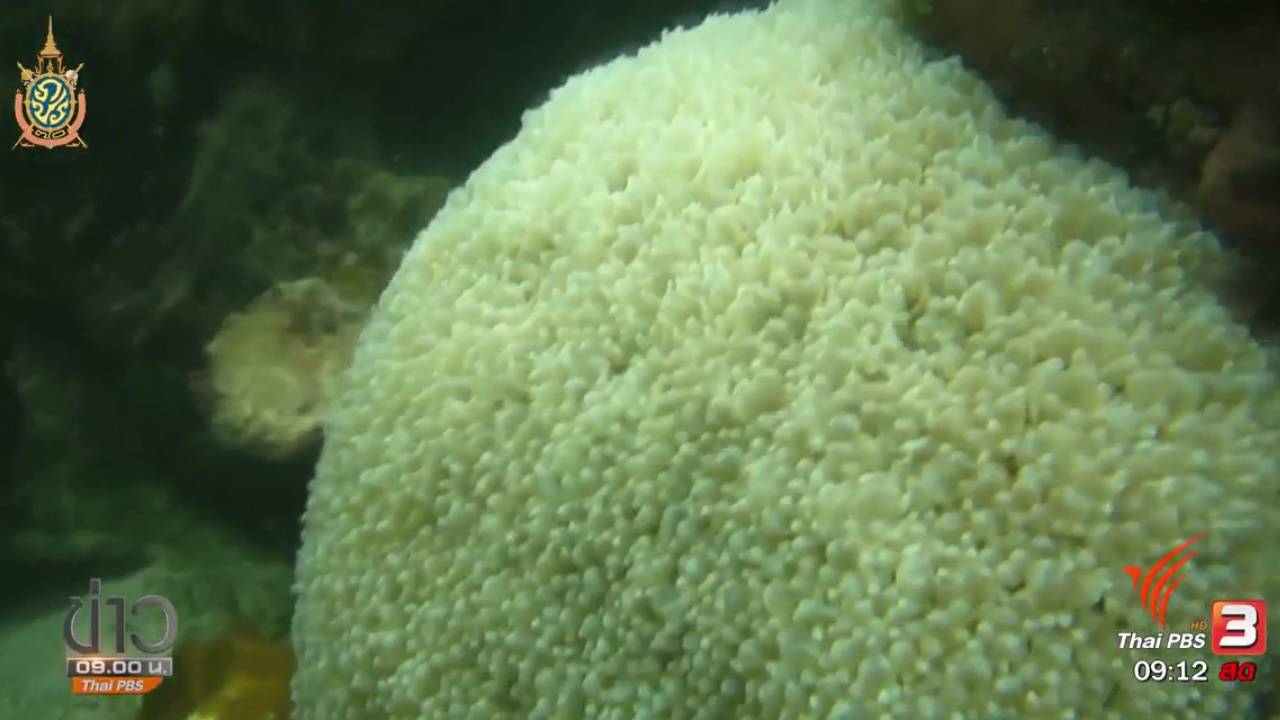 “ธรณ์” เตรียมเสนองดกิจกรรมท่องเที่ยว-ดำน้ำ ให้ปะการังฟอกขาว จ.กระบี่ ฟื้นตัว 