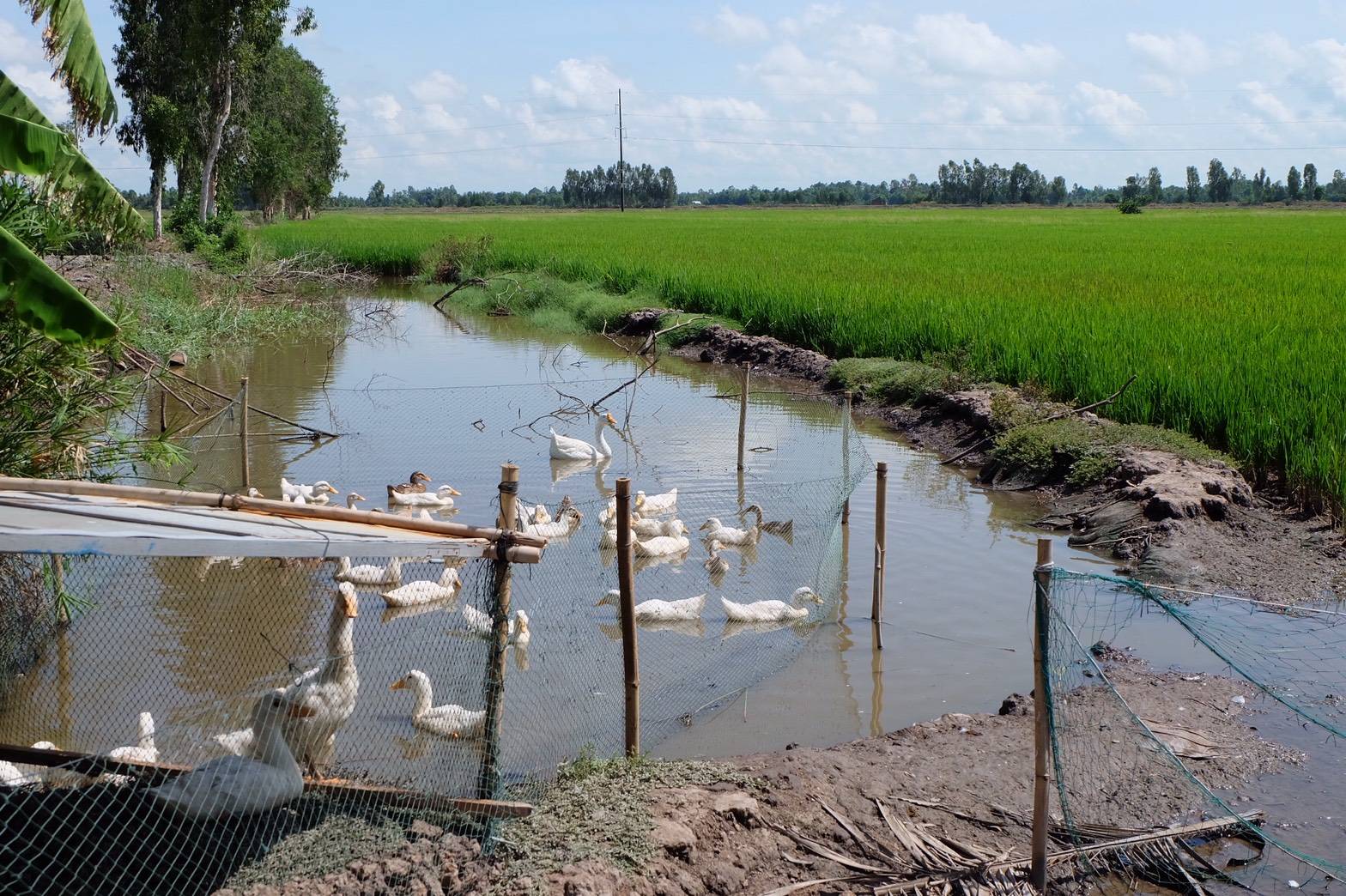 แล้งอย่างไรให้รอด สิ่งที่ไทยควรเรียนรู้จากเวียดนาม