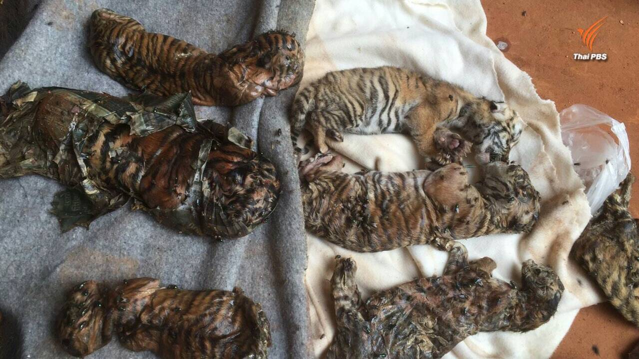 จนท.อุทยานฯผงะพบซากลูกเสือโคร่ง 40 ซาก แจ้งความเพิ่มพร้อมนกเงือก 6 ตัว-สิงโต 1