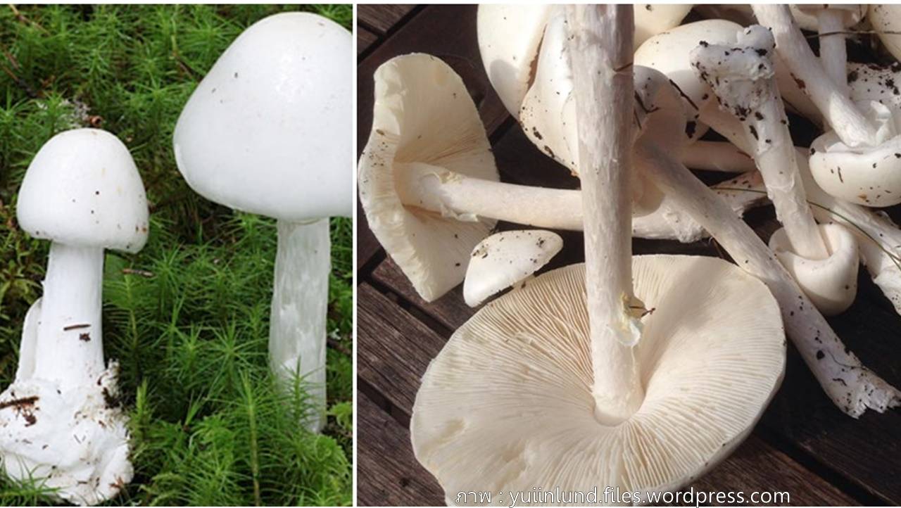 เตือน ปชช.ระวังทานเห็ดพิษช่วงหน้าฝน ชี้สารพิษใน “เห็ดระโงกหิน-เห็ดไข่ตายซาก” ทนความร้อน