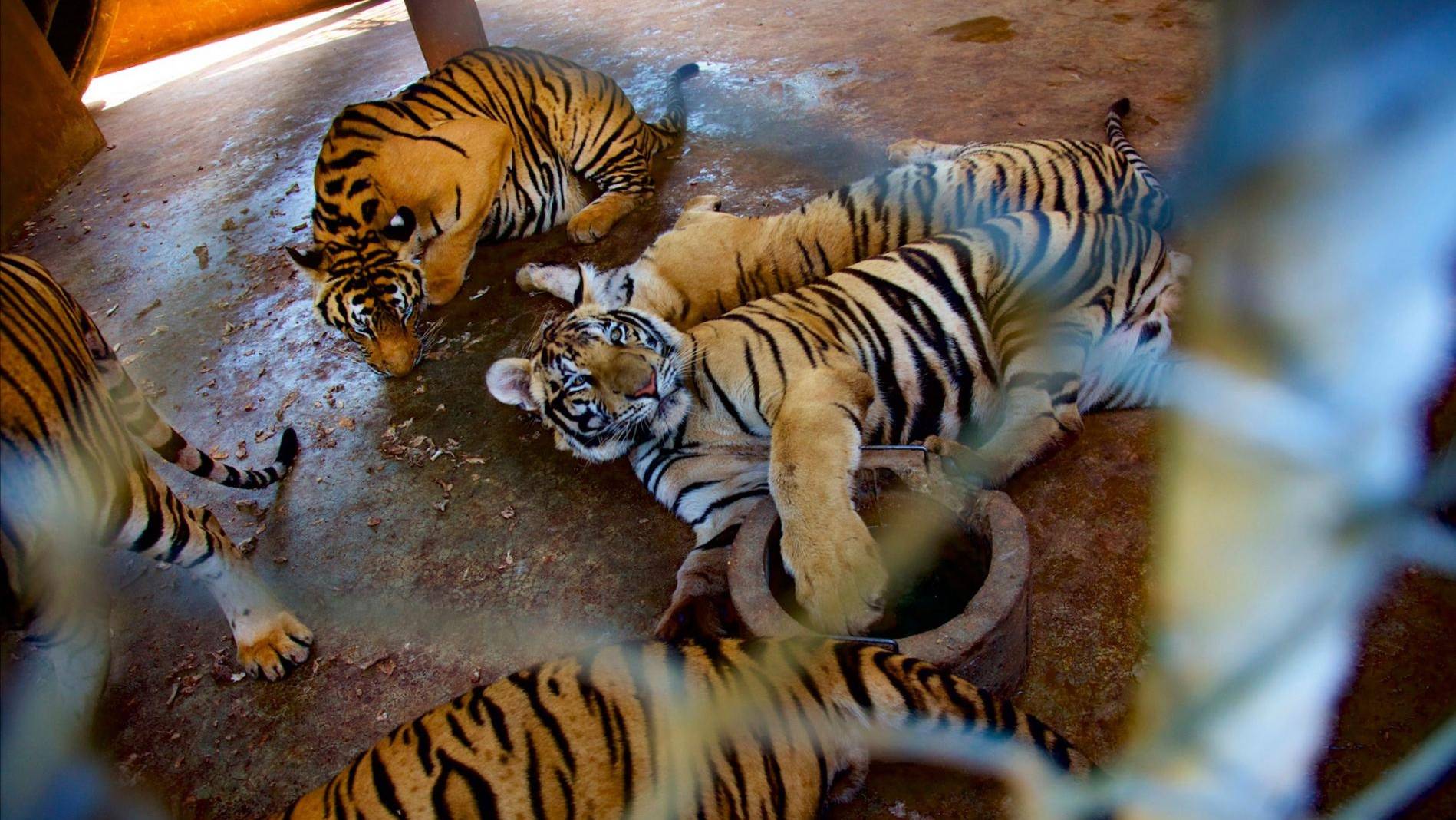 เปิดรายงาน : แฉ “วัดป่าหลวงตาบัว” เบื้องหลังค้าเสือในตลาดมืด