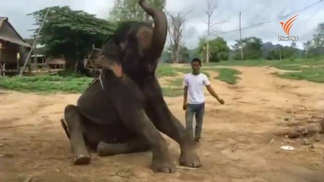 พบแล้วช้างแสนรู้ช่วยเด็กชาวอังกฤษจากสึนามิที่ภูเก็ต เมื่อ 12 ปีก่อน