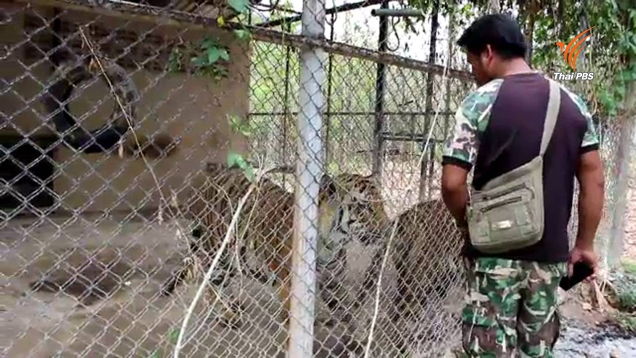 กรมอุทยานฯ ขนย้ายเสือโคร่ง 137 ตัวออกจากวัดป่าหลวงตามหาบัว 
